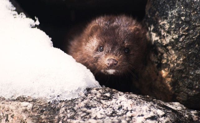 Ejemplar de un visón en libertad, animal capaz de hacer de reserva del virus / Pixabay