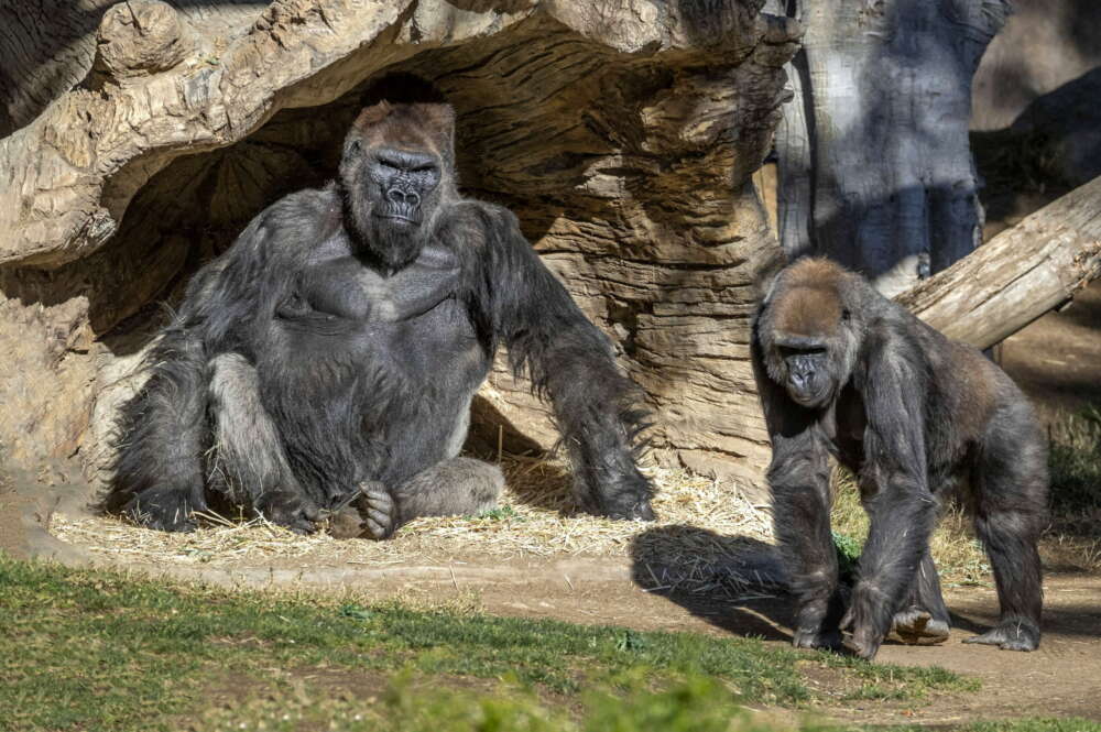 El Parque Zoológico Safari de San Diego, en los Estados Unidos, ha confirmado que varios gorilas (sin especificar cuántos) han dado positivo./ EFE