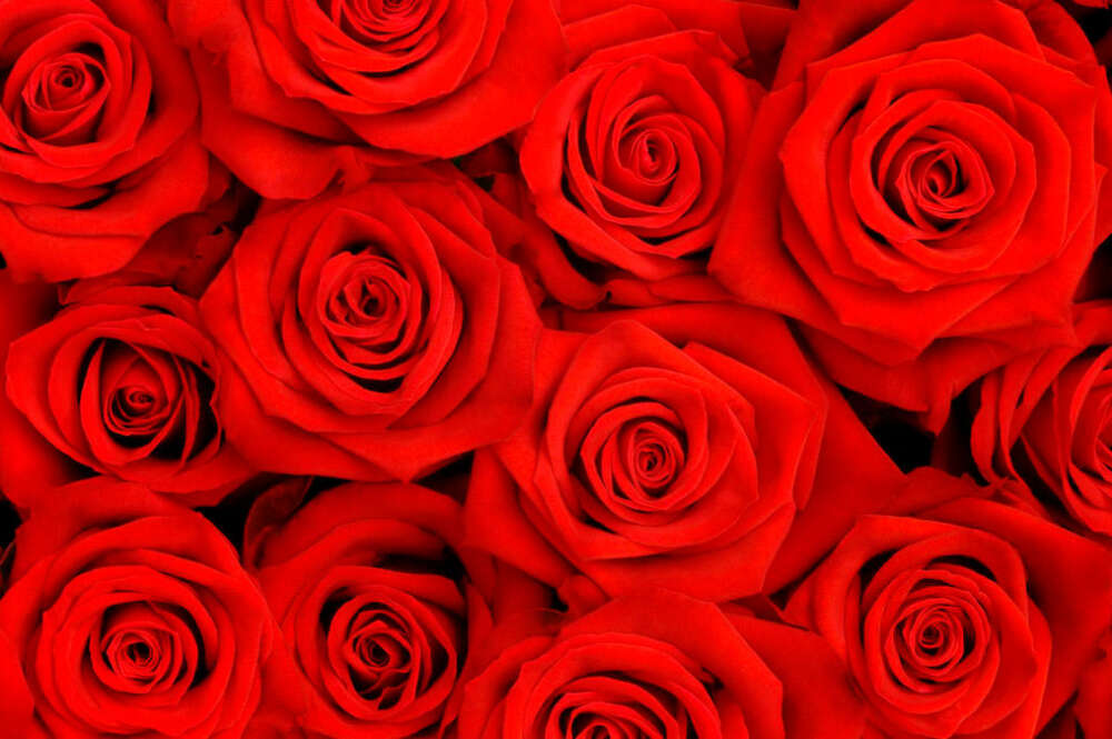 Rosas