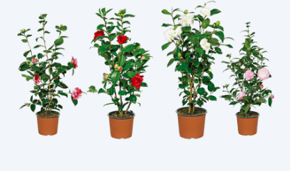 Aldi camelia japónica 