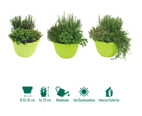 Aldi plantas