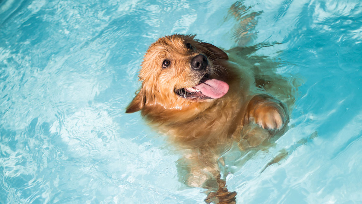 Carrefour la venta una piscina plegable para perros