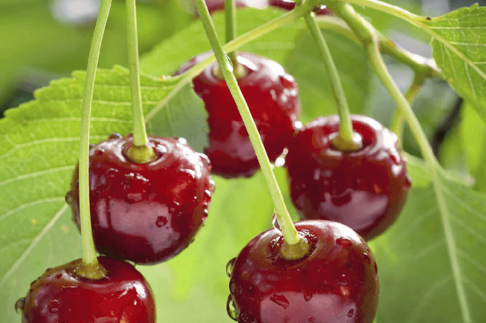 Los árboles frutales de Aldi, por solo 5'99 euros