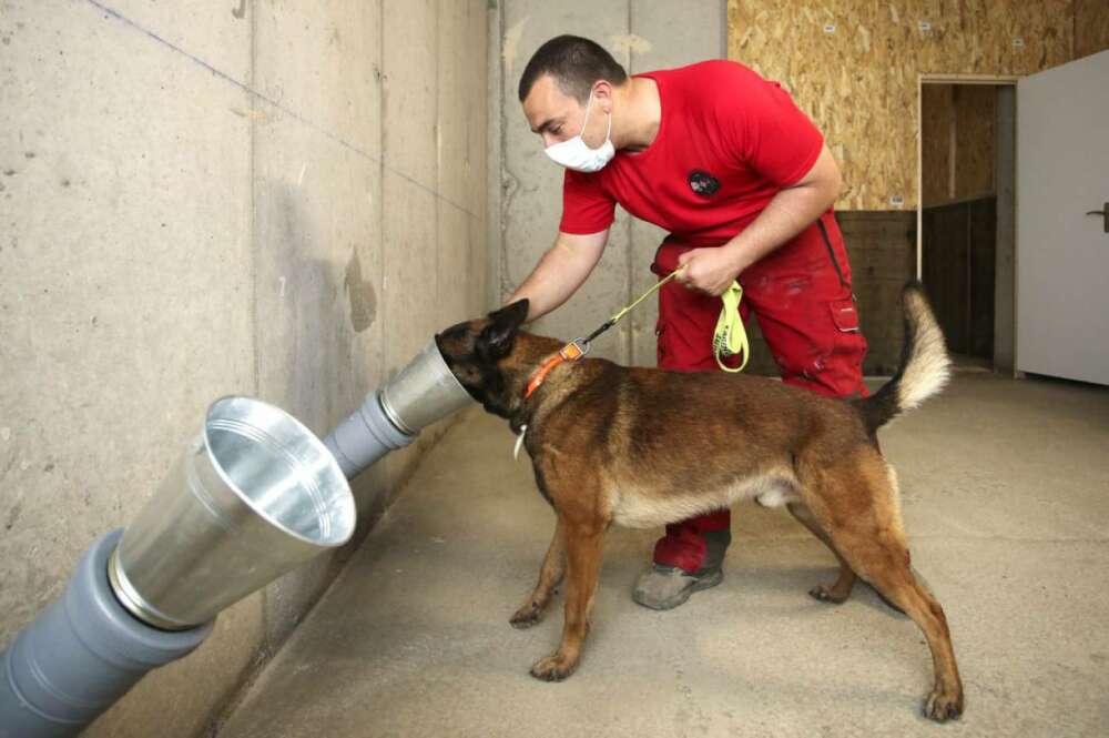 Imagen de archivo de un perro entrenando el olfato para poder detectar el coronavirus. / Getty images