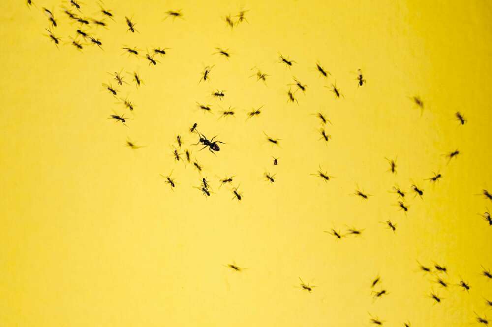 Foto: Hybridnighthawk