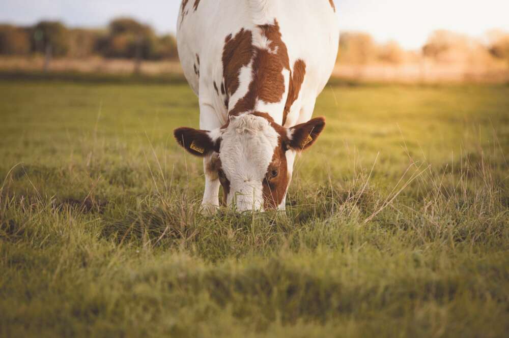 Fotografía: Zoë Gayah Jonker