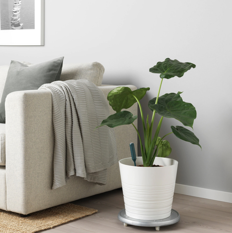 Ikea lanza un sensor de humedad digital de 4 euros para saber cuando regar  las plantas