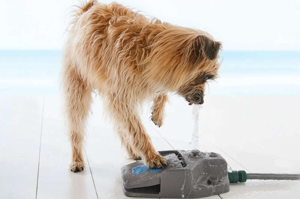 Lidl pone a la venta una fuente de agua para perros, ideal para el verano, por tan solo 9,99 euros