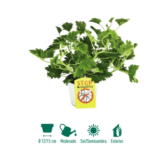 planta Aldi