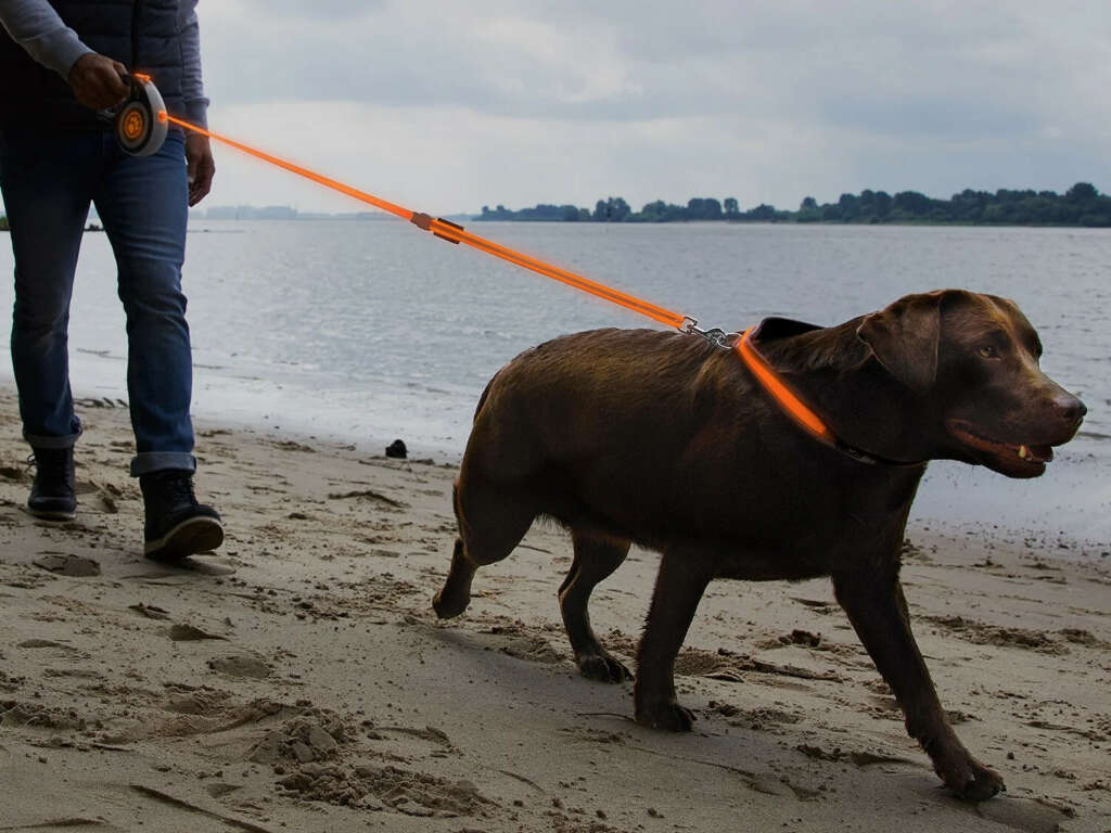El collar de perro con LED con el que no perderás de vista a tu animal
