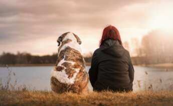 Midoog, la aplicación para mascotas.