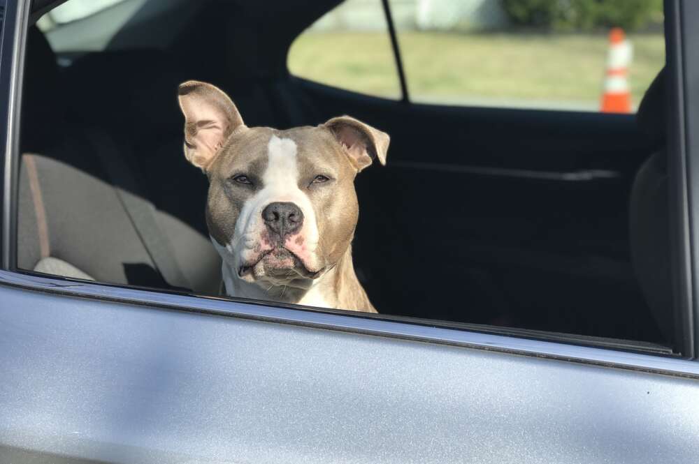 Un perro dentro de un vehículo. unicaja. Foto: Pixabay.