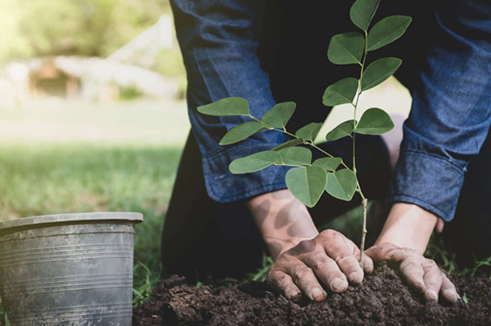 AstraZeneca invertirá 400 millones de dólares en reforestación y biodiversidad