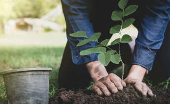 AstraZeneca invertirá 400 millones de dólares en reforestación y biodiversidad