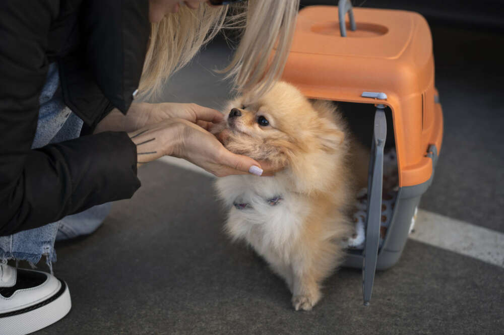 Ahora los perros también podrán viajar en Renfe. Imagen: Freepik.