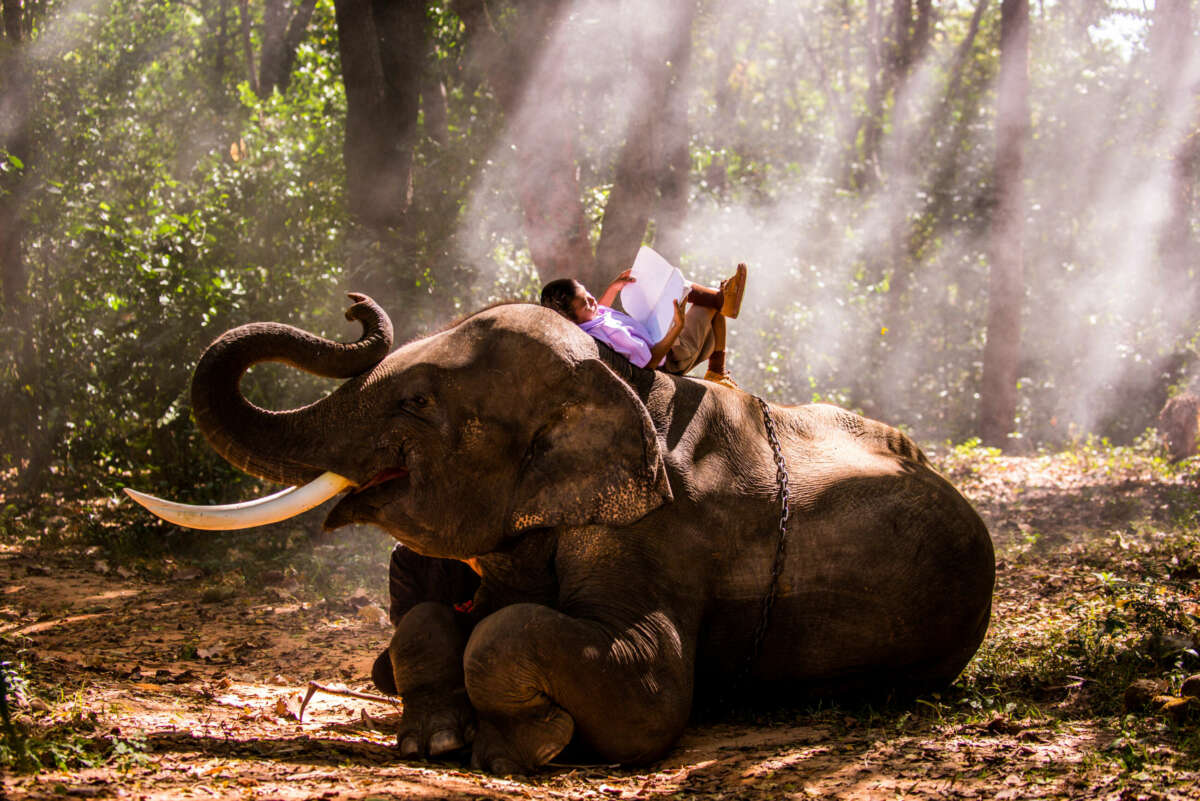 Elefante tailandés en la región de Surin. Foto: Envato