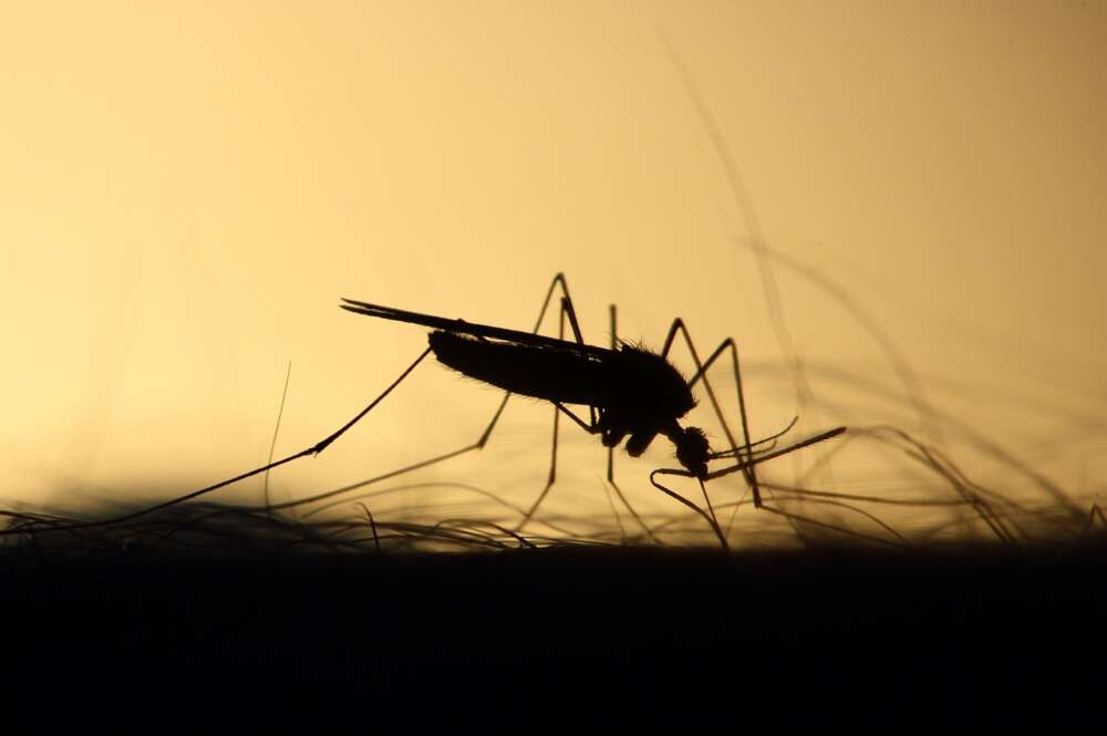 Las mejores alternativas naturales contra los mosquitos.