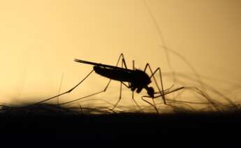 Las mejores alternativas naturales contra los mosquitos.