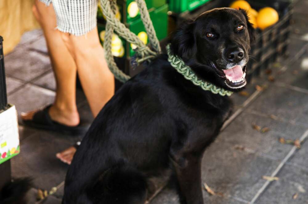 Dejar atado un perro es una de las infracciones recogidas en la nueva legislación. Foto: Freepik.