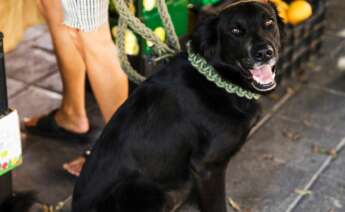 Dejar atado un perro es una de las infracciones recogidas en la nueva legislación. Foto: Freepik.
