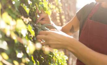 Unicaja Banco pone el foco sobre los agricultores. Foto: Freepik.