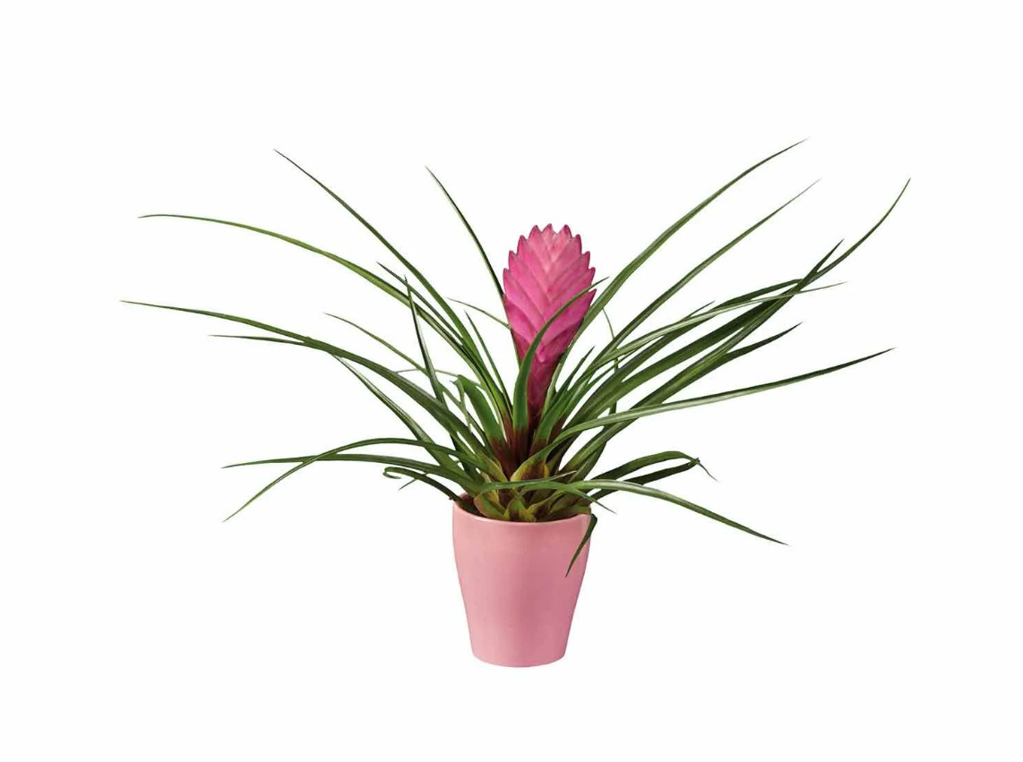 La planta con flor rosa de Lidl