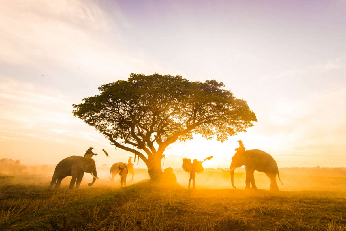 Elefantes al amanecer en Tailandia