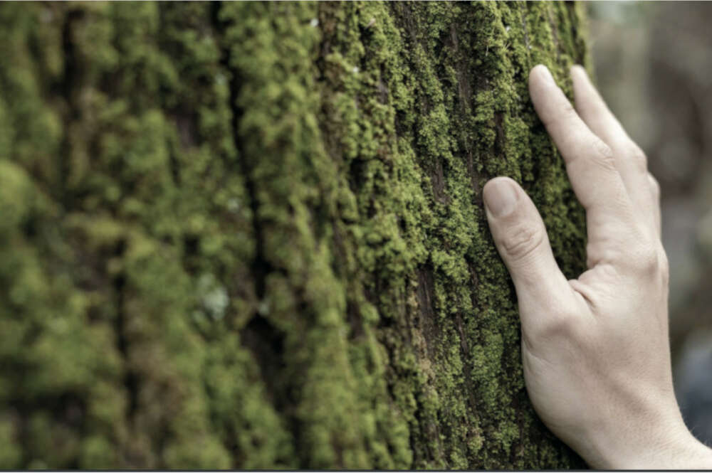 El Atlas de la Empresa Comprometida de Euskadi destaca a las empresas participantes por su gestión ambiental y su impacto positivo en el entorno