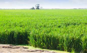 Un campo de arroz. Foto: Freepik.