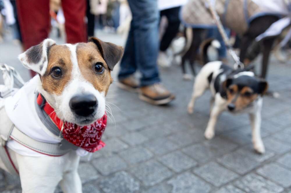 mascotas / perros