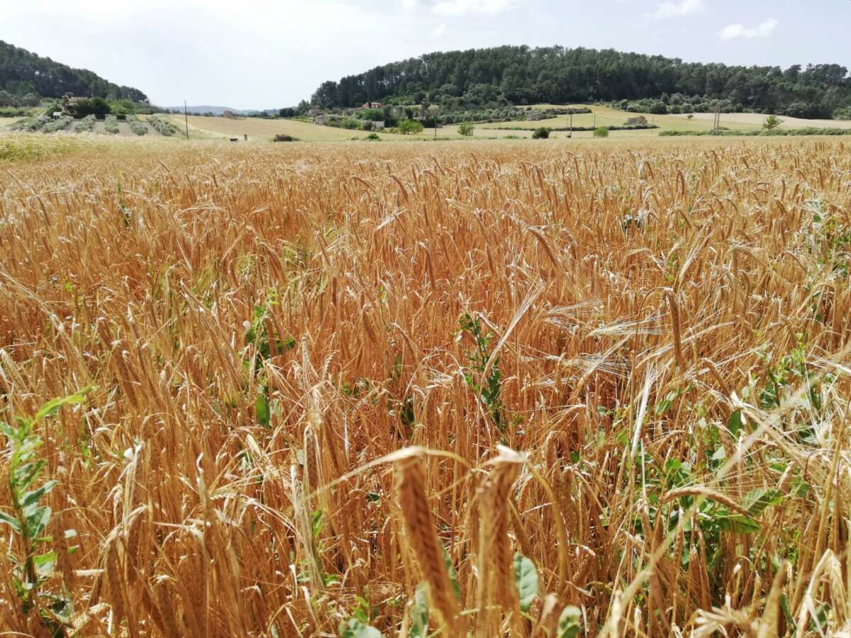 Los cereales se coronan como el alimento más producido en el campo catalán, al representar el 41,15% de la producción y concentrar más del 59% de la superficie. Foto: Europa Press. Campo.
