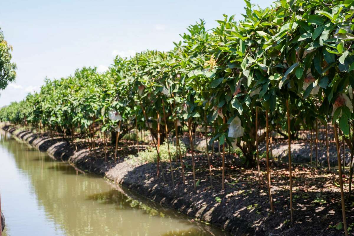 Plantación de Café