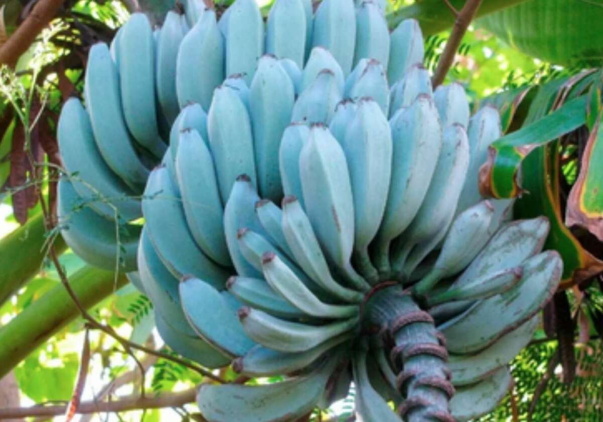 El precio de los plátanos azules, que Alcampo comenzó a comercializar en sus establecimientos desplegados por el archipiélago, puede rondar los 4 euros. Foto: Etsy.