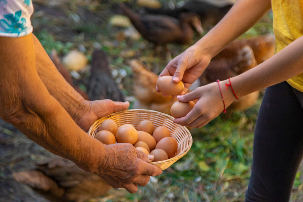 Huevos ecológicos Mercadona