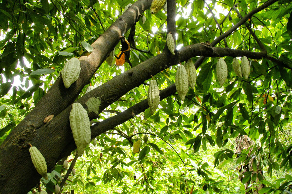 Un árbol de cacao. Foto: Freepik.