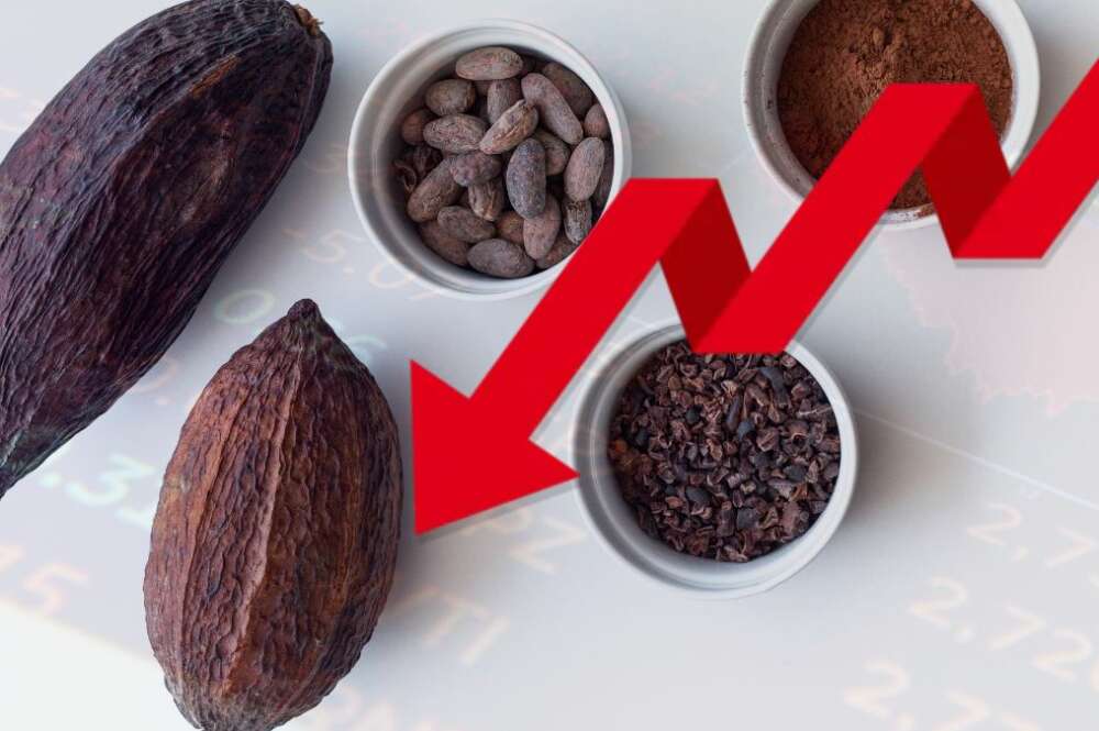 Cacao. Descenso.