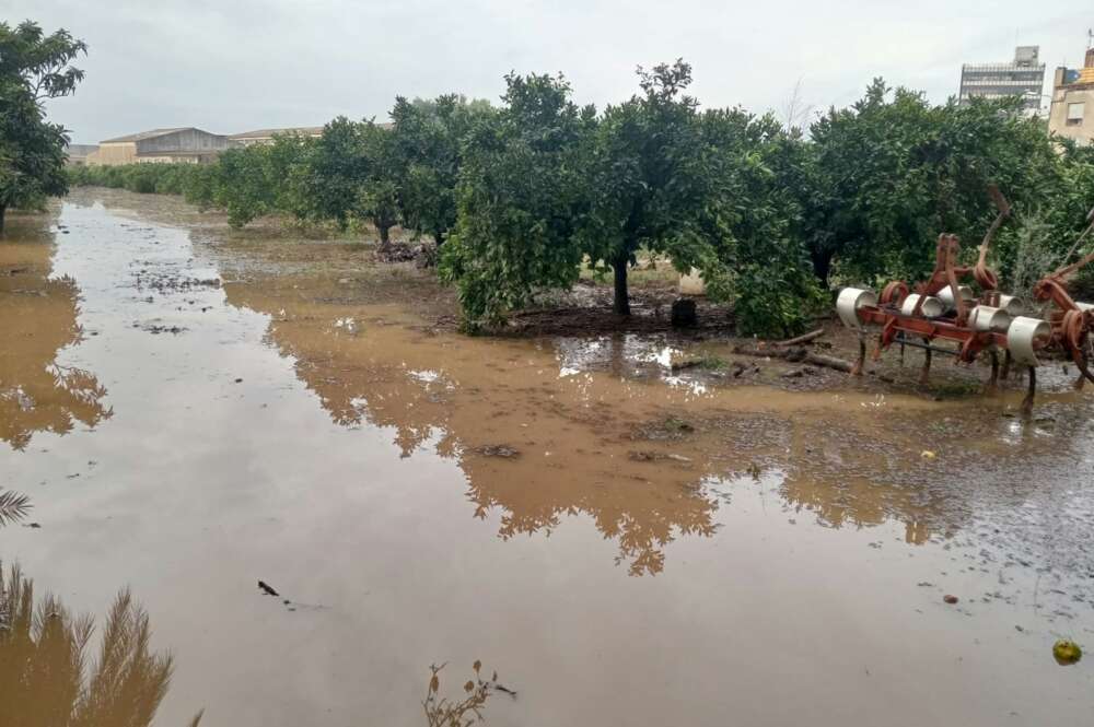Unió de Pagesos alerta de más daños en oliveras y cítricos por el temporal en Tarragona.