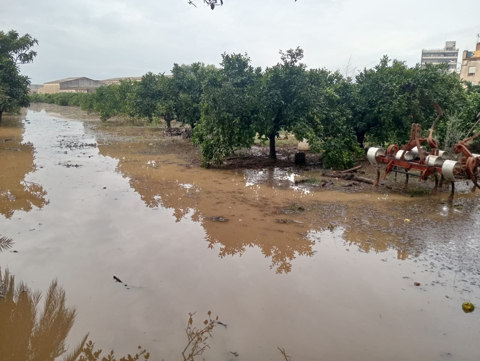 Unió de Pagesos alerta de más daños en oliveras y cítricos por el temporal en Tarragona.