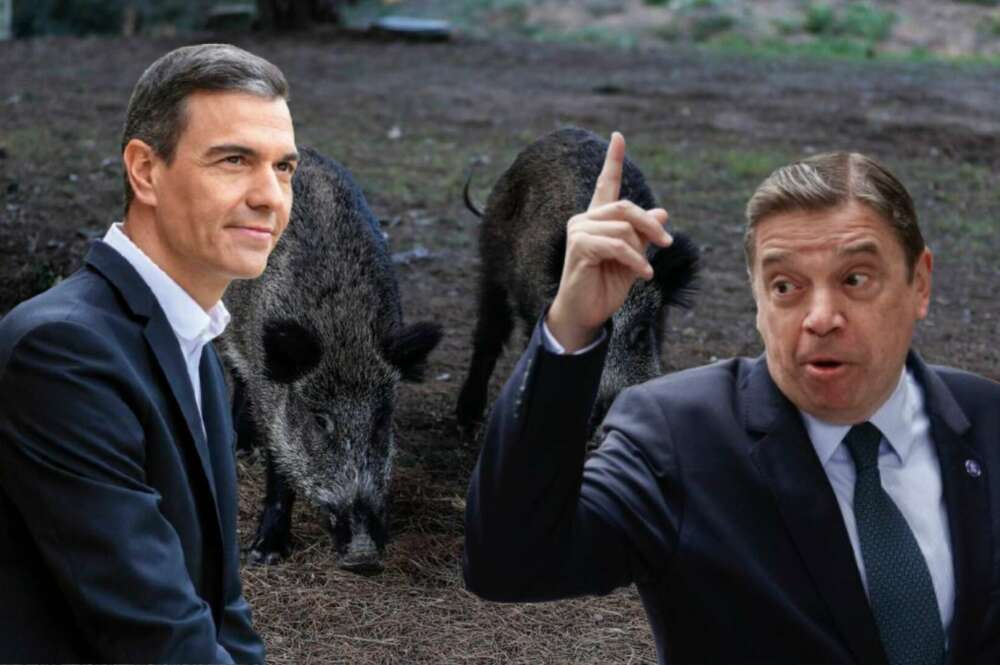 El brote de peste porcina desata el pánico en la industria del cerdo y pone en jaque a uno de los sectores más fuertes de la economía española.