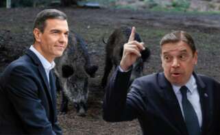 El brote de peste porcina desata el pánico en la industria del cerdo y pone en jaque a uno de los sectores más fuertes de la economía española.