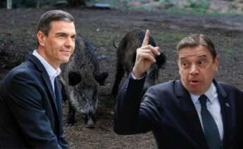 El brote de peste porcina desata el pánico en la industria del cerdo y pone en jaque a uno de los sectores más fuertes de la economía española.