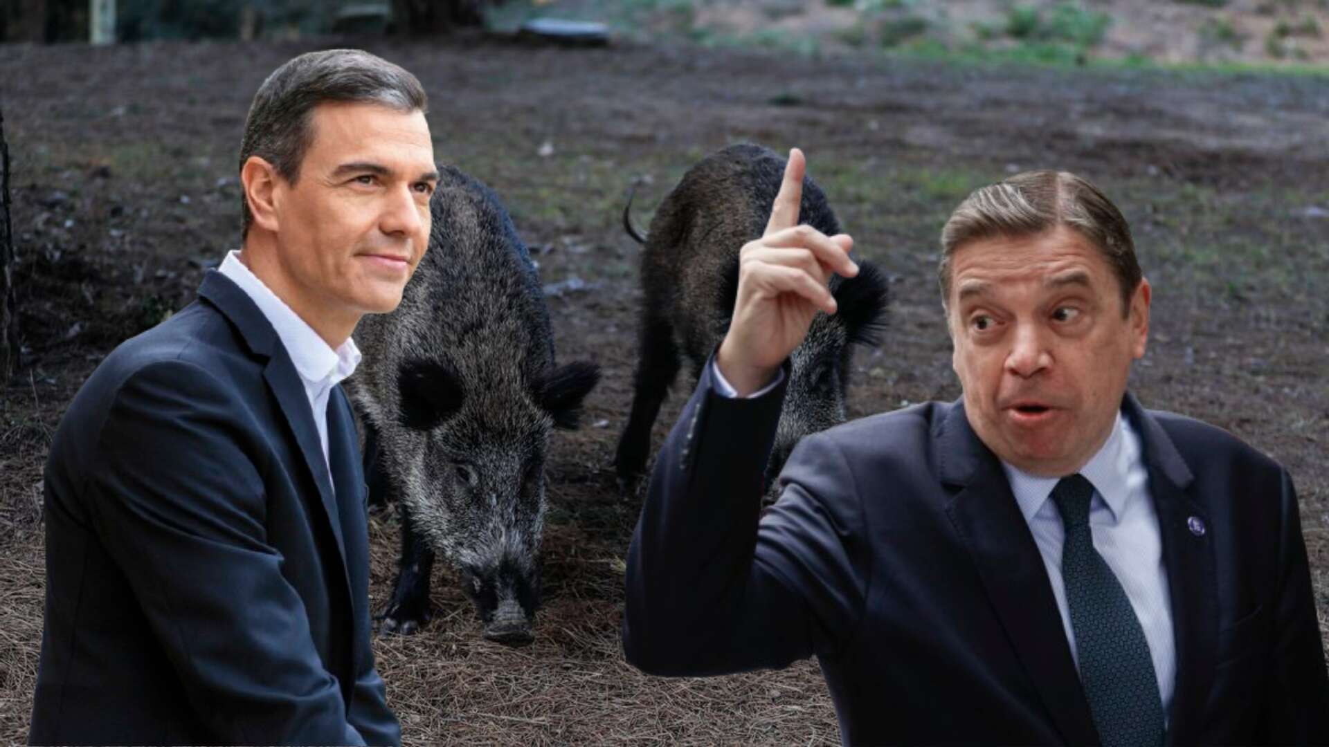 El brote de peste porcina desata el pánico en la industria del cerdo y pone en jaque a uno de los sectores más fuertes de la economía española.