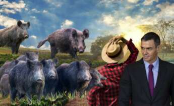 Moncloa opta por retrasar las ayudas directas en plena expansión de la peste porcina, generando inquietud entre productores, autonomías y mercados internacionales