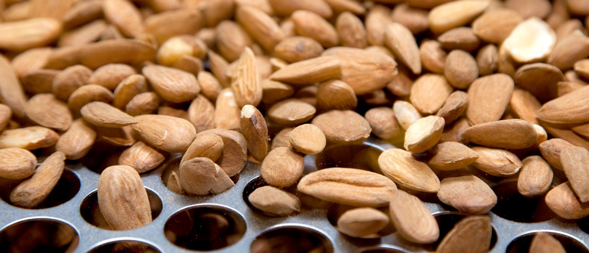 El grupo agroalimentario, con un pasivo cercano a los 50 millones de euros, se ve abocado al concurso de acreedores tras la oposición de la banca a su plan de reestructuración y el colapso de su liquidez operativa