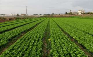 Foto: Estrella Damm.