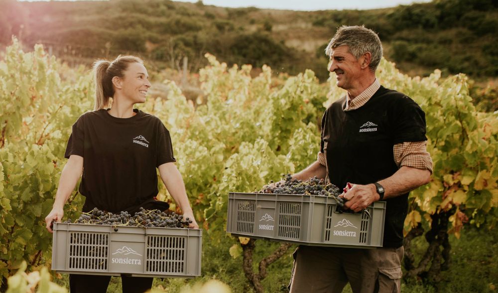 Vendimia Bodegas Sonsierra. Foto: Bodegas Sonsierra.