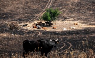 Incendios