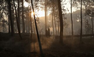 Terreno quemado por un incendio forestal. Foto: Europa Press.