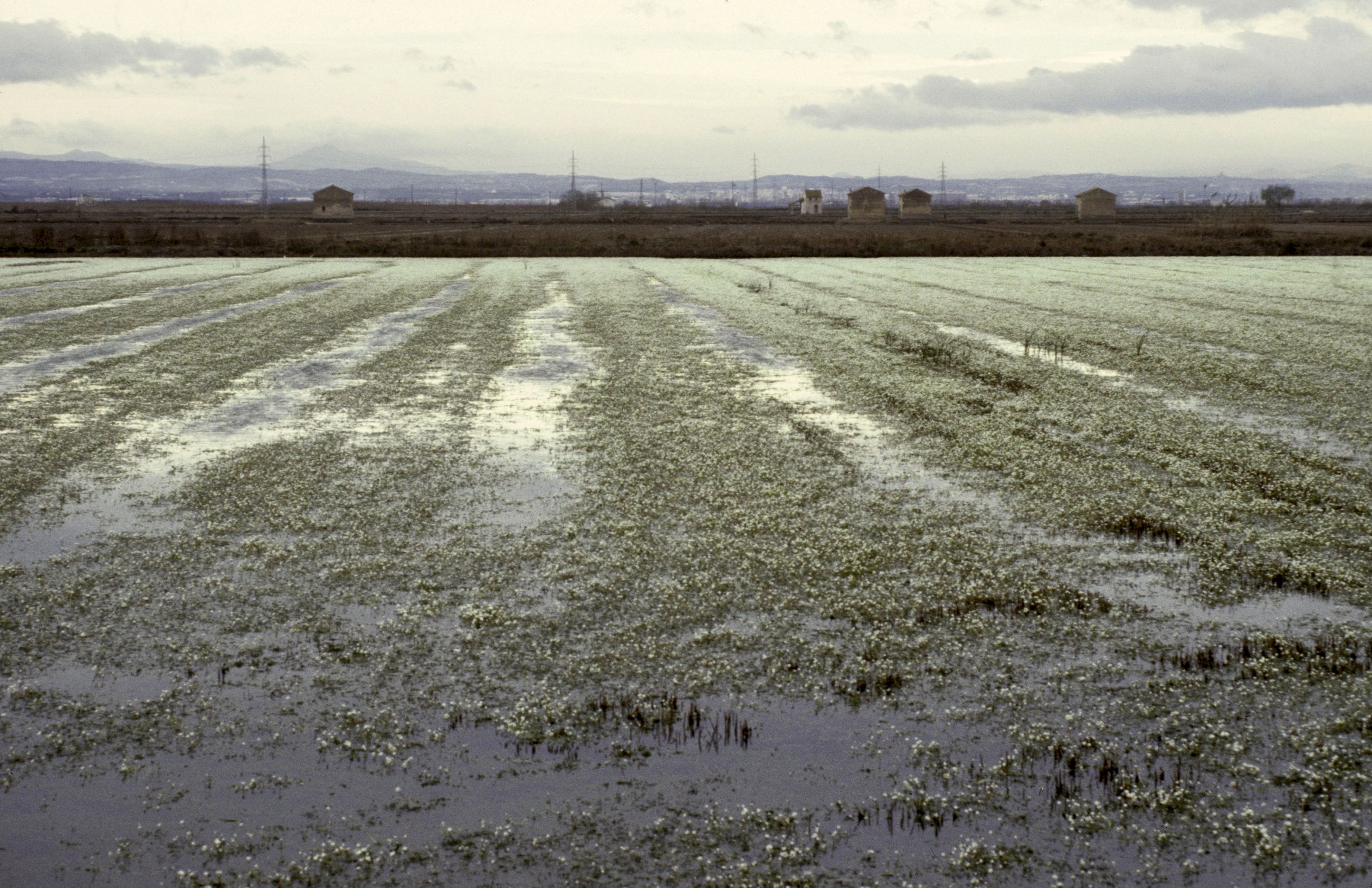 Ayudas para el cultivo de arroz