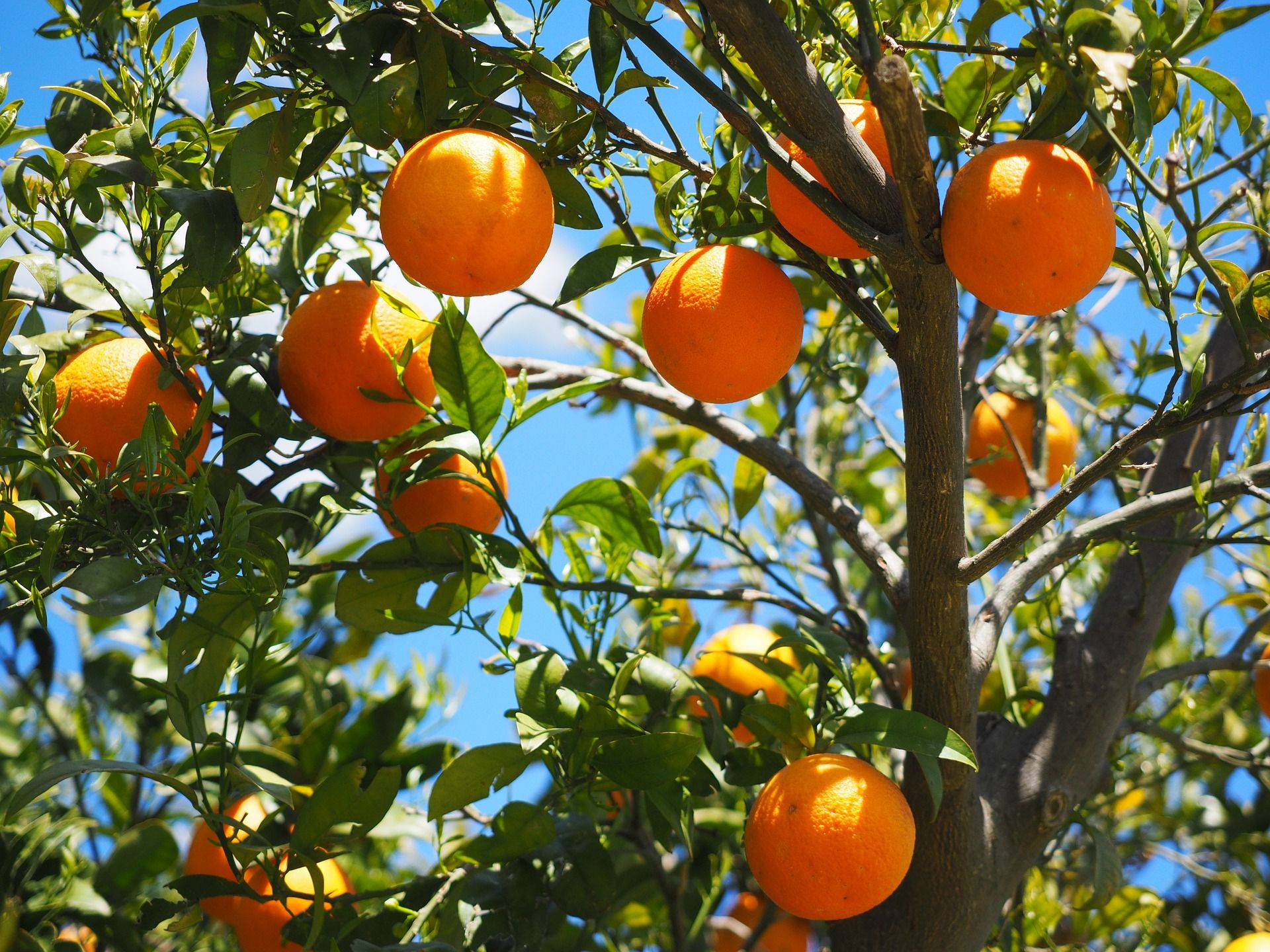 naranjas